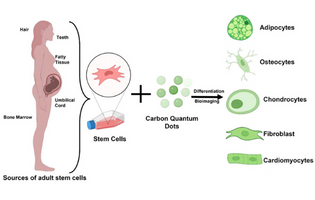 Carbon Quantum Dots for Stem Cell Imaging and Deciding the Fate of Stem Cell Differentiation