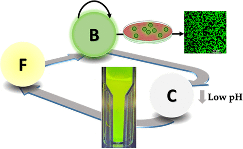 Biocompatible pH-Degradable Functional Capsules Based on Melamine Cyanurate Self-Assembly
