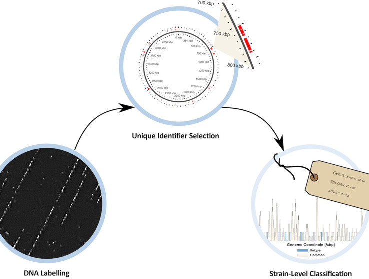 Assessing the Resolution of Methyltransferase-Mediated DNA Optical Mapping