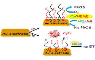 Insights from Self-Assembled Aggregates of Amyloid β Peptides on Gold Surfaces