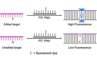 Forced Intercalation Peptide Nucleic Acid Probes for the Detection of an Adenosine-to-Inosine Modification