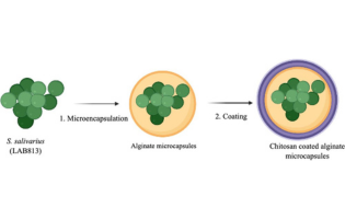 Microencapsulation of Probiotic Streptococcus salivarius LAB813