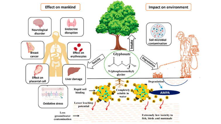 This Review aims to provide a systemic analysis of glyphosate, its various effects on the environment, and its subsequent impact on human health and animals, to provide a better understanding of the issues around glyphosate usage and aid in its improved management as utilization is expected to rise over the next decade. 