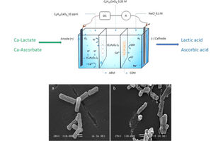 Study of the Antibacterial Potency of Electroactivated Solutions of Calcium Lactate and Calcium Ascorbate on Bacillus cereus ATCC 14579 Vegetative Cells