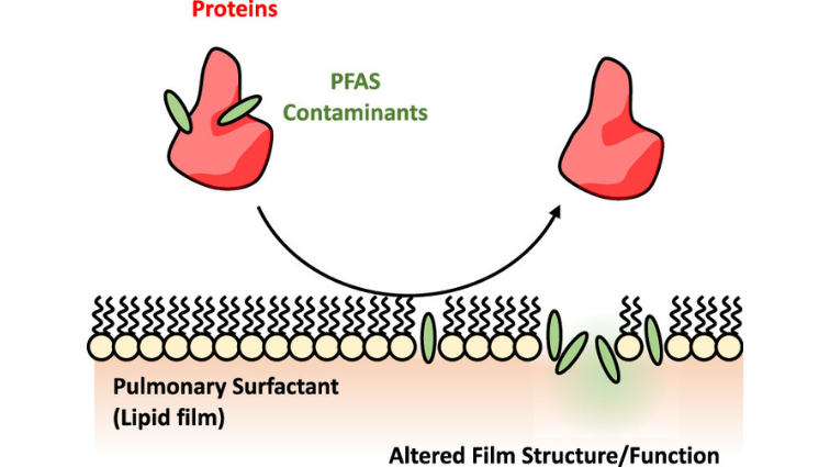Albumin Proteins as Delivery Vehicles for PFAS Contaminants into Respiratory Membranes