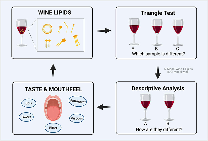 Contribution of Lipids to Taste and Mouthfeel Perception in a Model Wine Solution