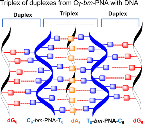 Molecular Assembly of Triplex of Duplexes from Homothyminyl-Homocytosinyl Cy(S/R)-Bimodal Peptide Nucleic Acids with dA8/dG6 and the Cell Permeability of Bimodal Peptide Nucleic Acids