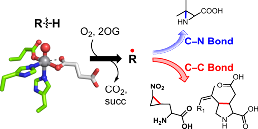Discovery of Noncanonical Iron and 2‑Oxoglutarate Dependent Enzymes Involved in C–C and C–N Bond Formation in Biosynthetic Pathways