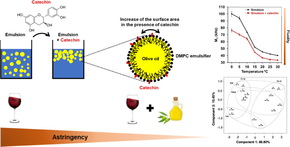 New Insights into Wine Taste: Impact of Dietary Lipids on Sensory Perceptions of Grape Tannins