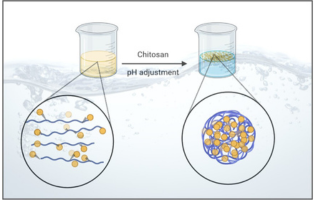 Oil–Water Emulsion Flocculation through Chitosan Desolubilization Driven by pH Variation