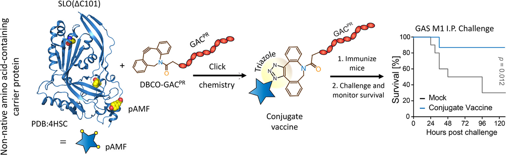 Non-Native Amino Acid Click Chemistry-Based Technology for Site-Specific Polysaccharide Conjugation to a Bacterial Protein Serving as Both Carrier and Vaccine Antigen