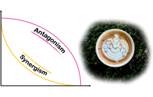 Coffee Phenolics and Their Interaction with Other Food Phenolics: Antagonistic and Synergistic Effects