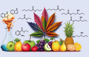 The Importance Of Cannabis Terpenes Is Overemphasized, Study Suggests