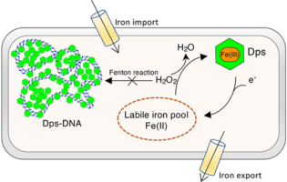 Dps Functions as a Key Player in Bacterial Iron Homeostasis