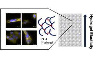 Synthesis of Poly(acrylic acid)-Cysteine-Based Hydrogels with Highly Customizable Mechanical Properties for Advanced Cell Culture Applications