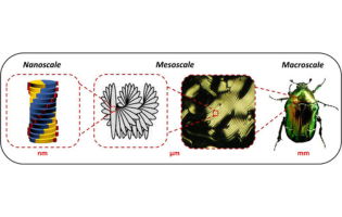 Twisted Structures in Natural and Bioinspired Molecules: Self-Assembly and Propagation of Chirality Across Multiple Length Scales