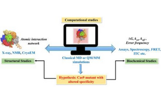 Insights into the Mechanism of CRISPR/Cas9-Based Genome Editing from Molecular Dynamics Simulations