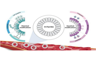 Novel Bioengineering Strategies to Improve Bioavailability and In Vivo Circulation of H-Ferritin Nanocages by Surface Functionalization