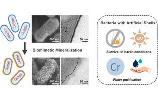 Killing Two Birds with One Stone: Biomineralized Bacteria Tolerate Adverse Environments and Absorb Hexavalent Chromium