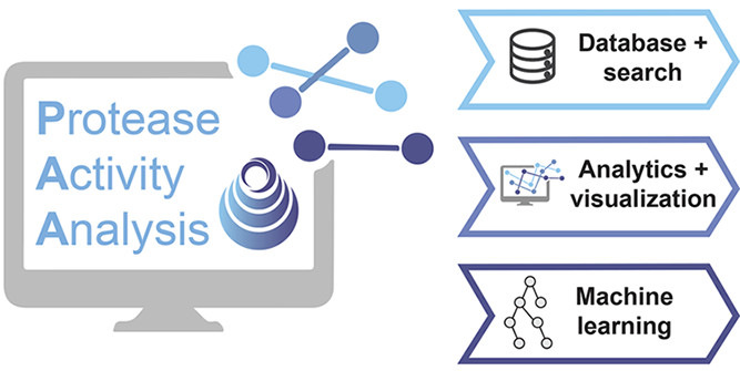 Protease Activity Analysis: A Toolkit for Analyzing Enzyme Activity Data