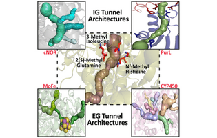 Tunnel Architectures in Enzyme Systems that Transport Gaseous Substrates