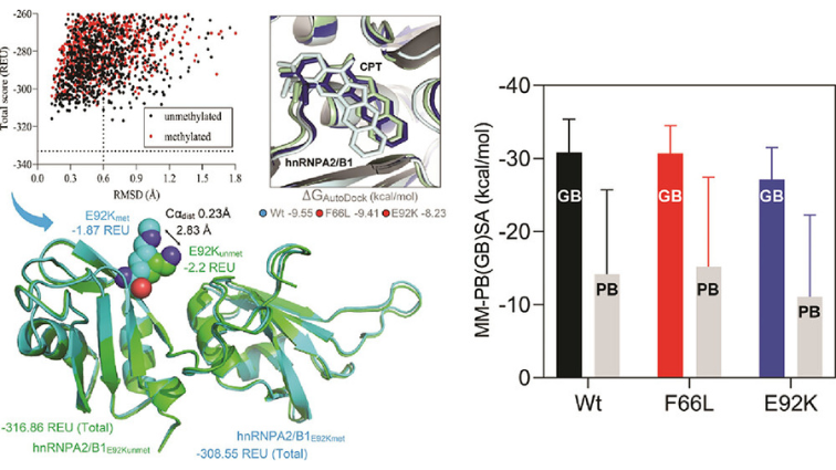 This study focuses on the structural analysis of two significant nonsynonymous single nucleotide polymorphisms (nsSNPs), F66L and E92K, to assess their impact on the stability and function of the hnRNPA2/B1 protein and thus inform the design of more efficient anticancer therapeutics.