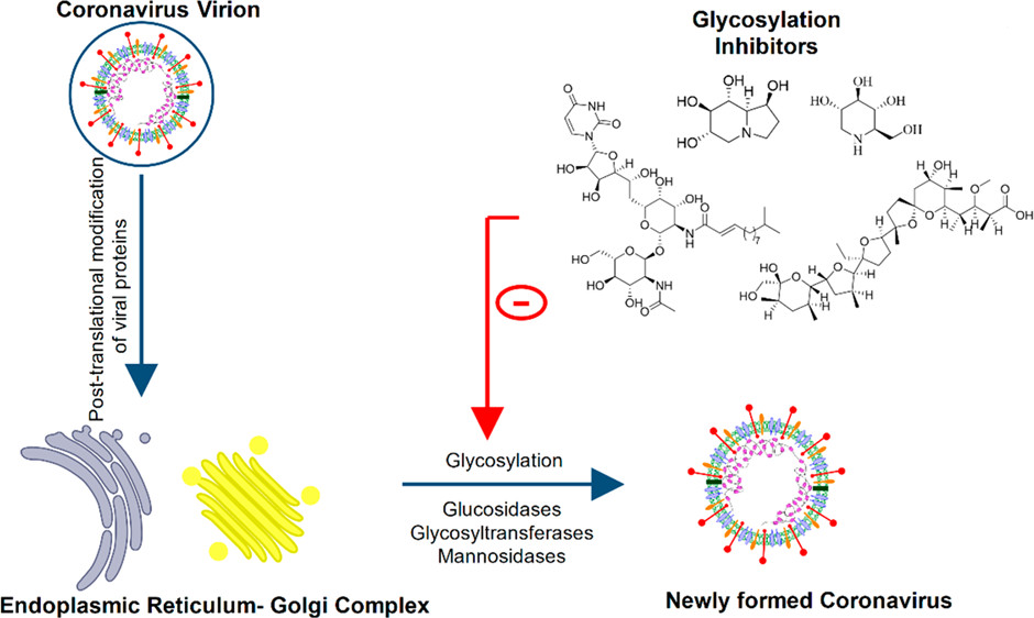Exploring the Potential of Chemical Inhibitors for Targeting Post-translational Glycosylation of Coronavirus (SARS-CoV-2)