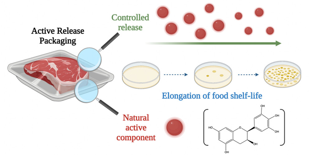 Biodegradable Active Packaging with Controlled Release: Principles, Progress, and Prospects