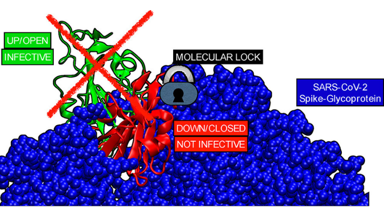 Targeting the Spike: Repurposing Mithramycin and Dihydroergotamine to Block SARS-CoV-2 Infection