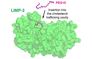 All-Atom Molecular Dynamics Simulations of Polyethylene Glycol (PEG) and LIMP-2 Reveal That PEG Penetrates Deep into the Proposed CD36 Cholesterol-Transport Tunnel