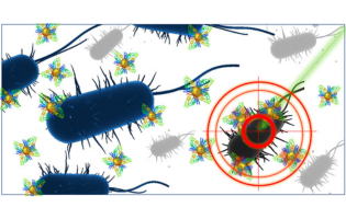 Role of the Human Serum Albumin Protein Corona in the Antimicrobial and Photothermal Activity of Metallic Nanoparticles against Escherichia coli Bacteria