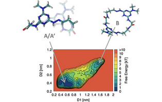 Well-Tempered Metadynamics Simulations Predict the Structural and Dynamic Properties of a Chiral 24-Atom Macrocycle in Solution