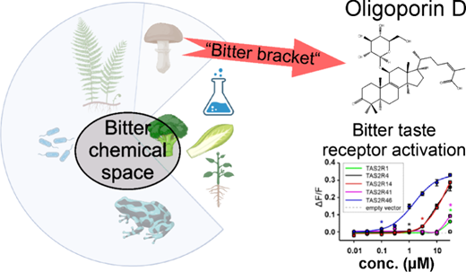 Taste-Guided Isolation of Bitter Compounds from the Mushroom Amaropostia stiptica Activates a Subset of Human Bitter Taste Receptors