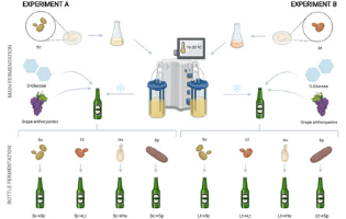 Biomodulation of Physicochemical Parameters, Aromas, and Sensory Profile of Craft Beers by Using Non-Saccharomyces Yeasts