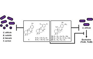 Evaluation of Derivatives of (+)-Puupehenone against Clostridioides difficile and Other Gram-Positive Bacteria