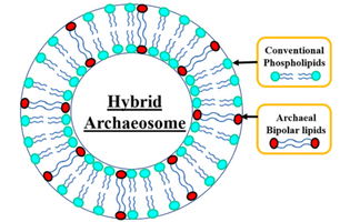 Archaeosomes: New Generation of Liposomes Based on Archaeal Lipids for Drug Delivery and Biomedical Applications