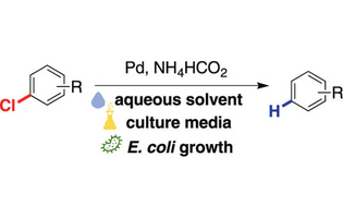 Hydrodechlorination of Aryl Chlorides Under Biocompatible Conditions