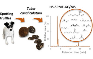 Characterization of the Volatilome of Tuber canaliculatum Harvested in Quebec, Canada